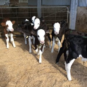 calves on bedding