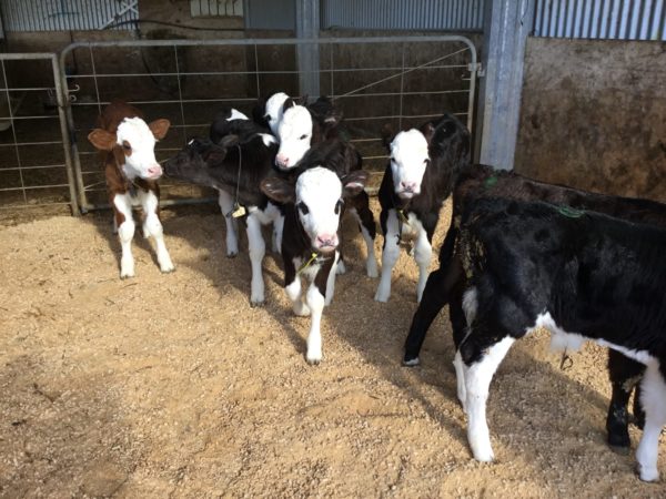 calves on bedding