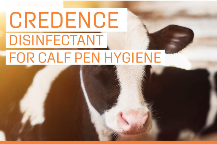 Credence calf news slide