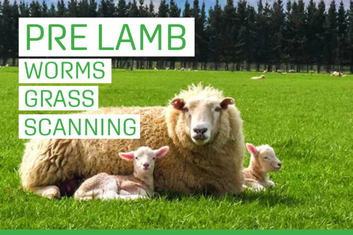 Pre Lamb News side