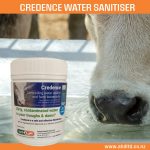 Precalving credence
