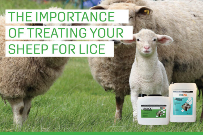 Sheep lice slide